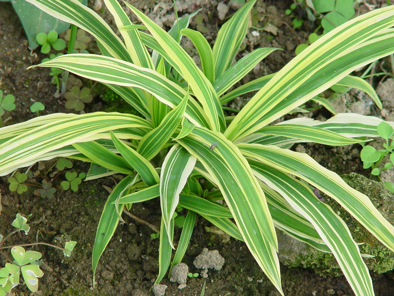 Carex siderosticha 'Shima-nishiki'